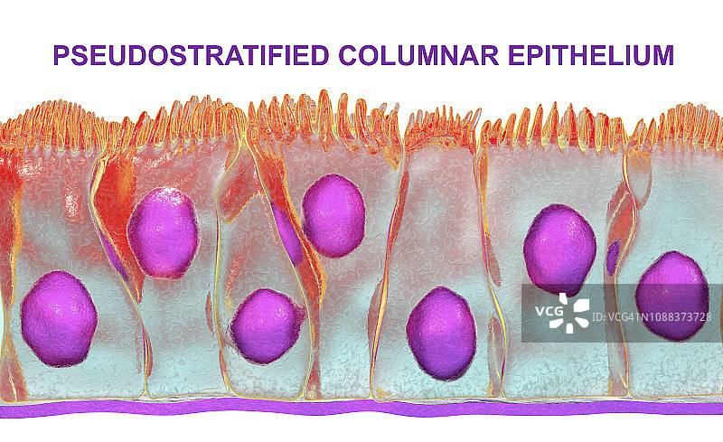 假复层柱状上皮细胞插图图片素材