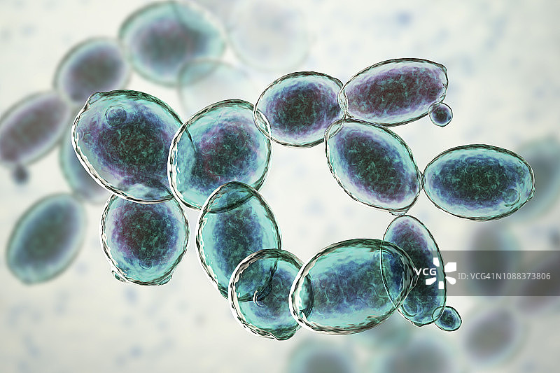 酵母菌酿酒酵母插图图片素材