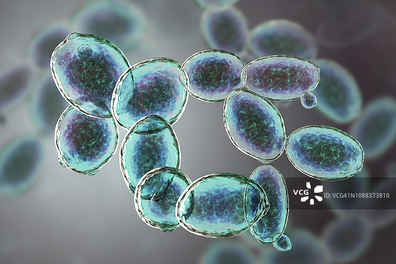 酵母菌酿酒酵母插图图片素材