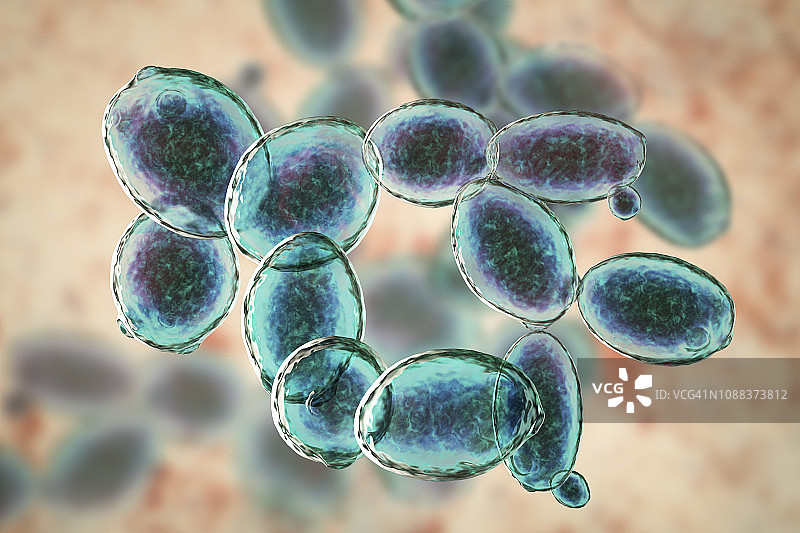 酵母菌酿酒酵母插图图片素材