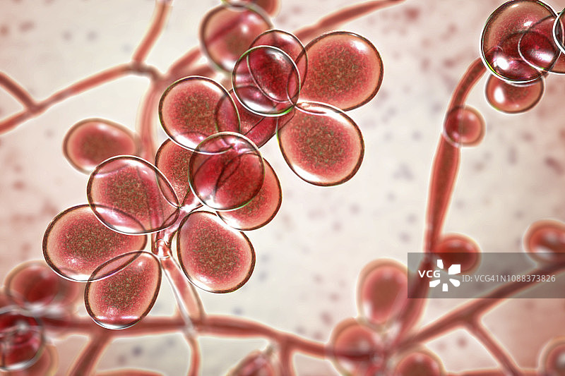 白色念珠菌酵母和菌丝阶段插图图片素材