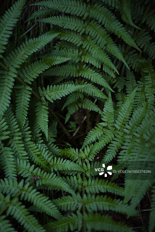 欧洲蕨图片素材