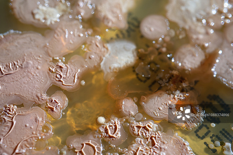 在培养皿中生长的细菌菌落图片素材