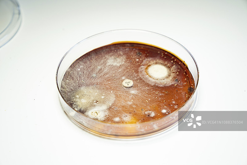 在培养皿中生长的细菌菌落图片素材
