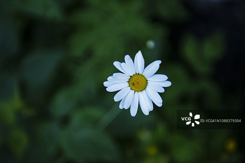 奥地利阿尔卑斯山上的雏菊与昆虫图片素材