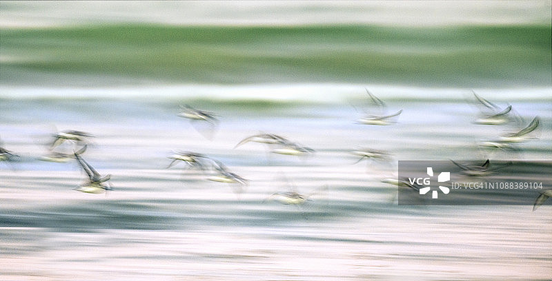 佛罗里达州迈尔斯堡海滩水面上的模糊鸟类图片素材