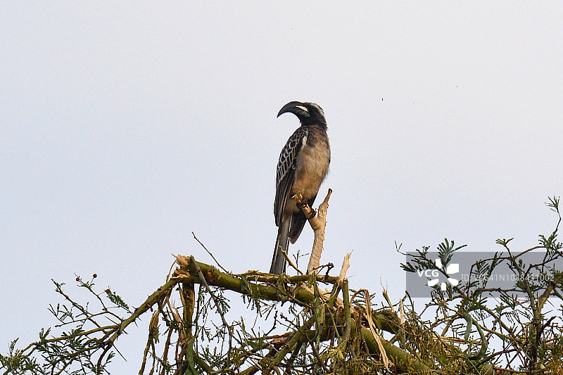 非洲灰犀鸟图片素材