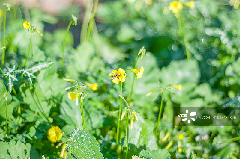 酢浆草花和蜜蜂图片素材