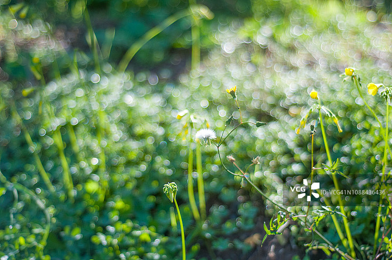 好望角酢浆草图片素材