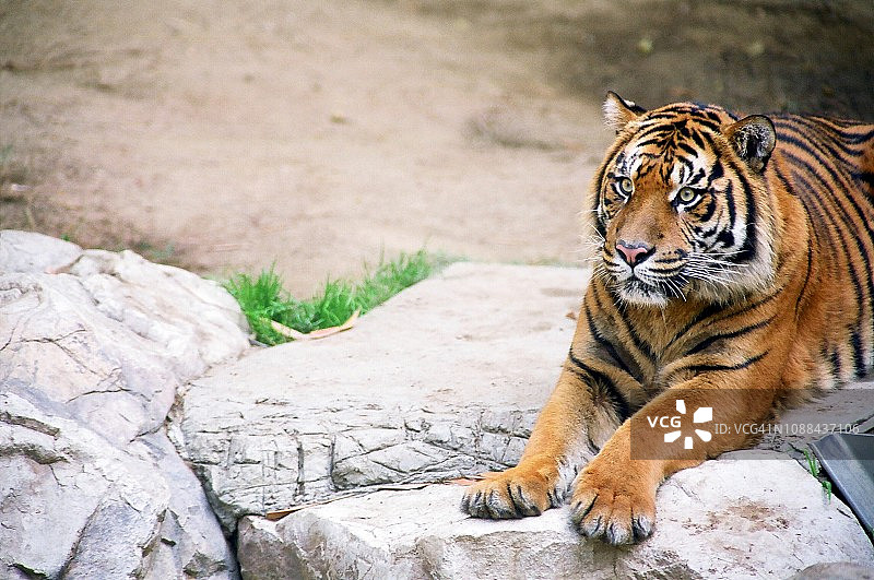 动物园中苏门答腊虎的特写镜头图片素材