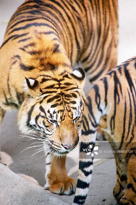 动物园中苏门答腊虎的特写镜头图片素材