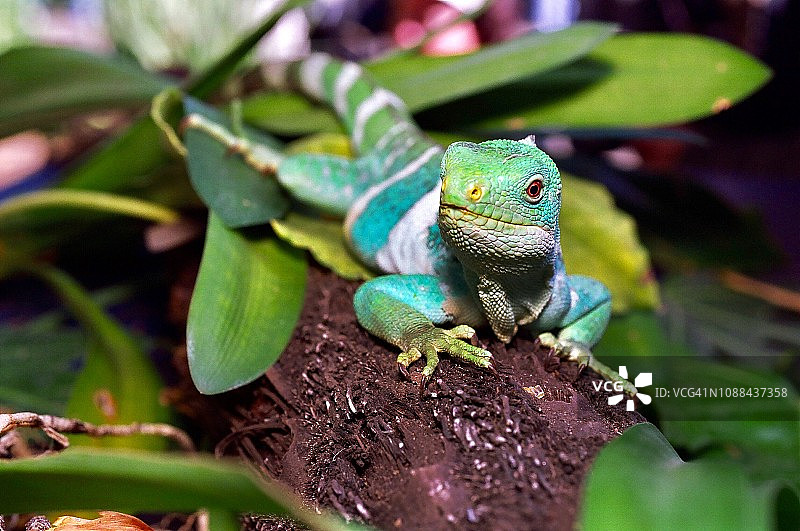 斐济岛带状鬣蜥图片素材