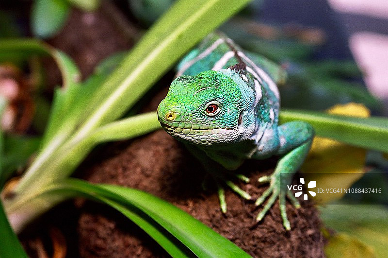 斐济岛带状鬣蜥图片素材