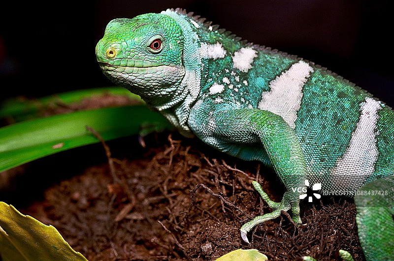 斐济岛带状鬣蜥图片素材