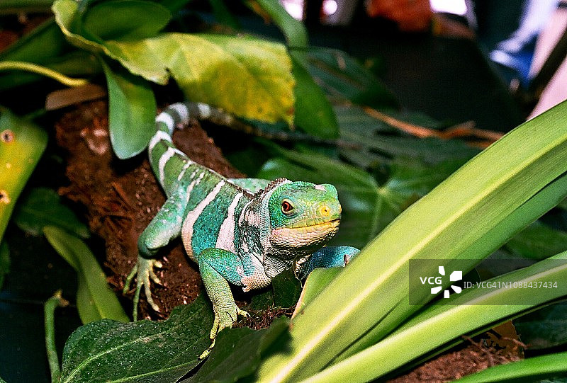 斐济岛带状鬣蜥图片素材