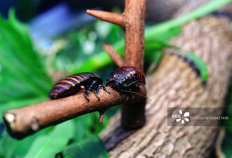 两只马达加斯加发声蟑螂图片素材