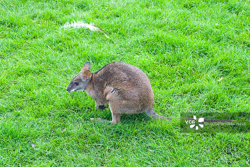 沙袋鼠侧面图图片素材