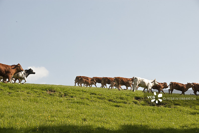 奶牛回家图片素材