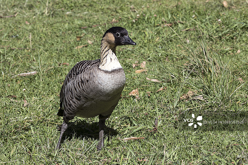 夏威夷鹅图片素材
