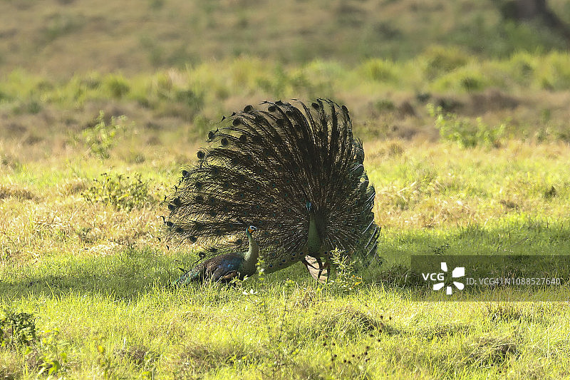 一只雄性绿孔雀在阿拉斯普尔沃国家公园向雌性展示其绚丽的尾巴图片素材
