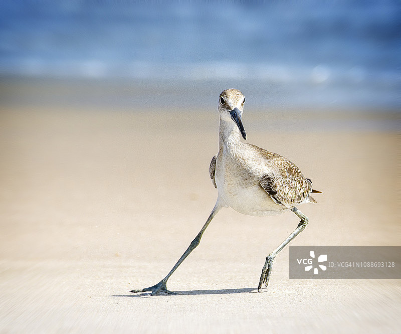 长岛琼斯海滩的矶鹬转向图片素材