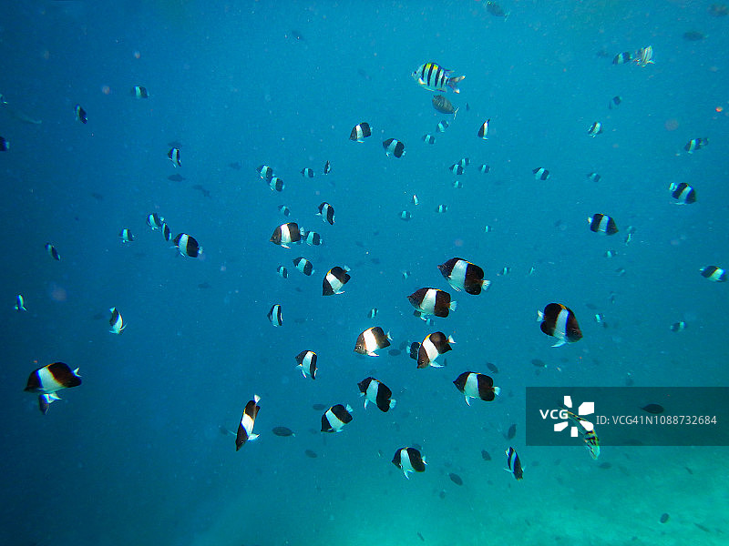 黑金字塔蝴蝶鱼群图片素材
