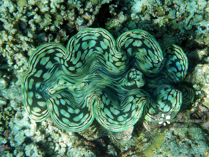 砗磲，马尔代夫埃里亚杜岛图片素材