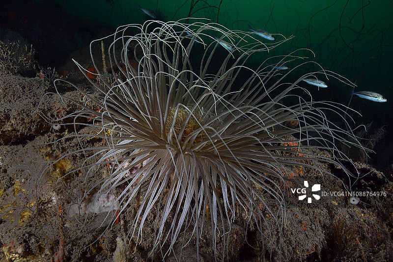 深海海葵图片素材