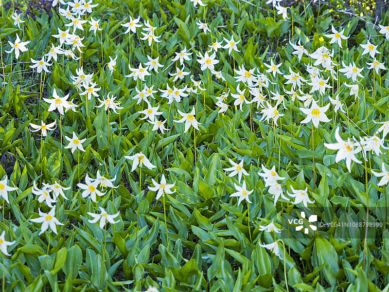 夏季盛开的雪崩百合图片素材