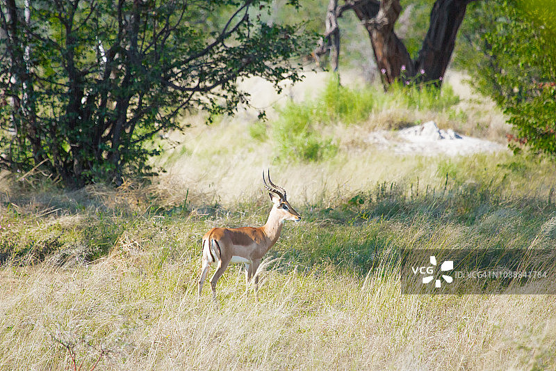 博茨瓦纳的小羚羊图片素材