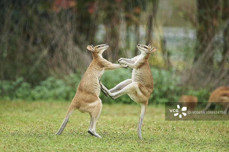 敏捷沙袋鼠在昆士兰草地上打斗图片素材