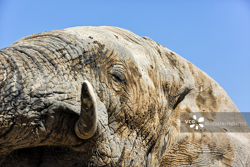 4K近距离拍摄博茨瓦纳大象头部，蓝色天空背景图片素材