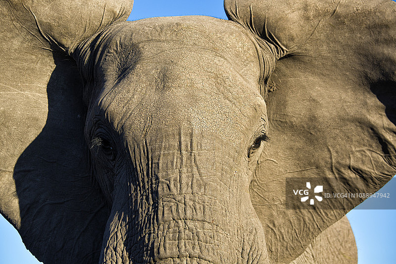 4K近距离拍摄：博茨瓦纳大象面部和耳朵图片素材