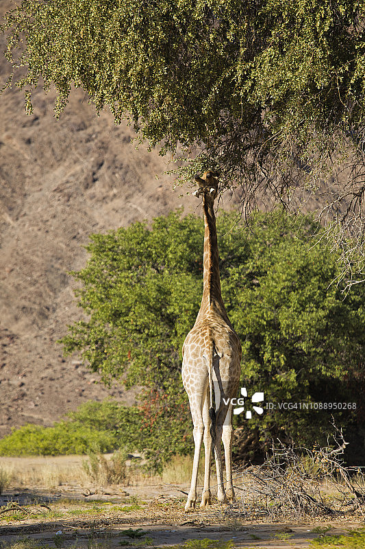 纳米比亚纳米布沙漠，雌性沙漠长颈鹿和小牛在霍尼布山谷中行走图片素材