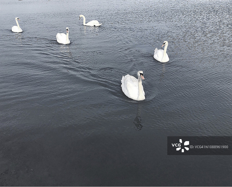 湖面上的天鹅图片素材