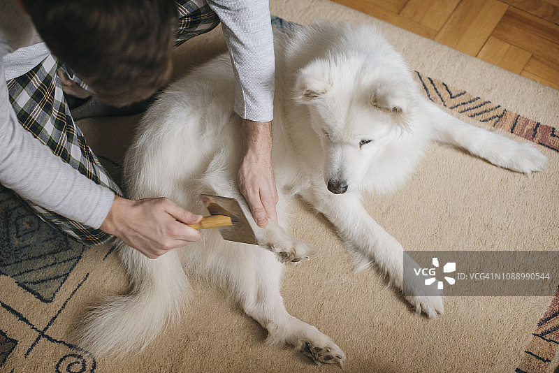 梳理狗毛图片素材