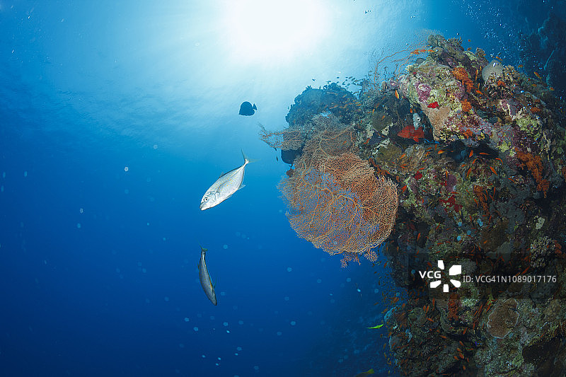 橙色珊瑚礁和金枪鱼图片素材