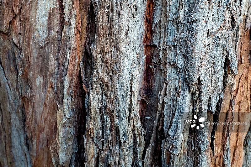 树皮纹理图片素材