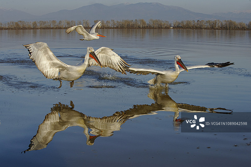 科基尼湖中的达尔马提亚鹈鹕图片素材