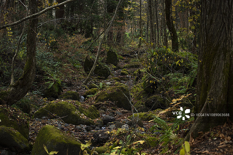 茂盛的树叶图片素材