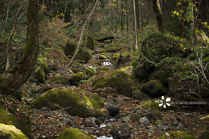 茂盛的树叶图片素材