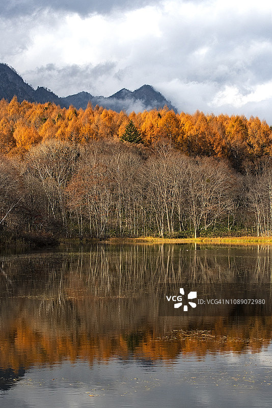 双排树木图片素材