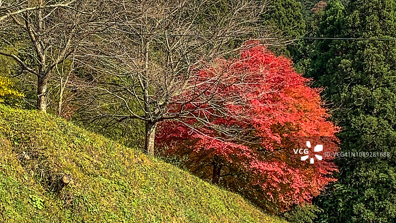 日本京都美山村的枫树特写图片素材