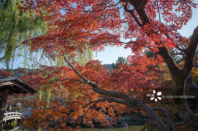 日本京都圆山公园枫树图片素材