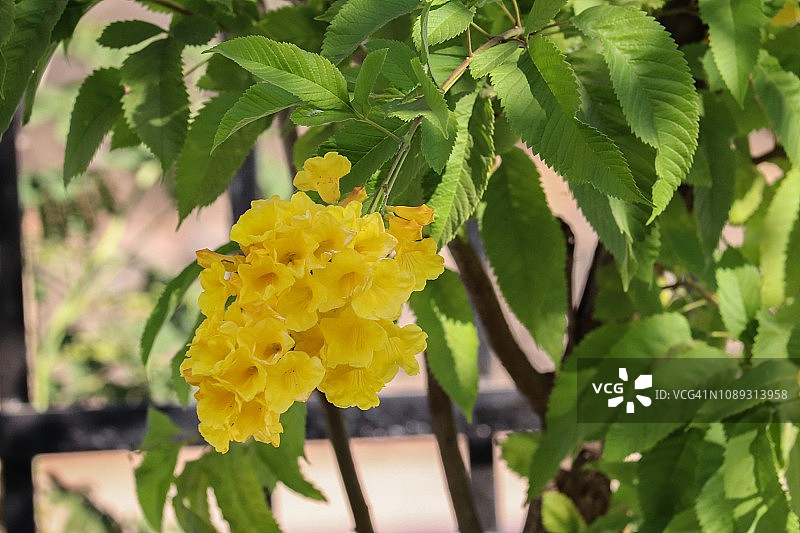 黄色软枝黄蝉花图片素材