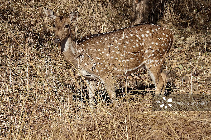 斑点鹿-吉尔讲解区/吉尔森林/古吉拉特邦图片素材