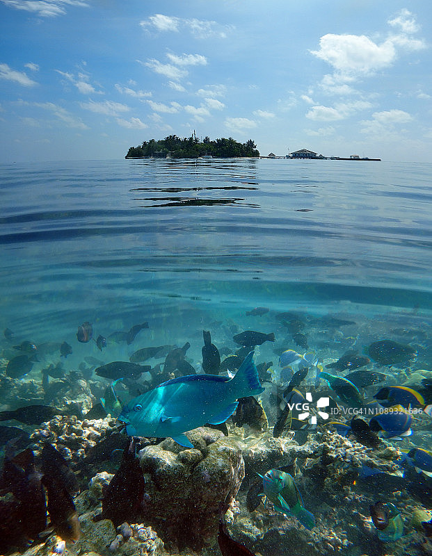 色彩缤纷热带鱼群中的绿松石鹦鹉鱼图片素材