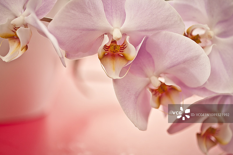 兰花的花图片素材