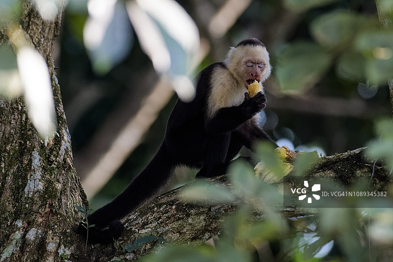 僧帽猴图片素材