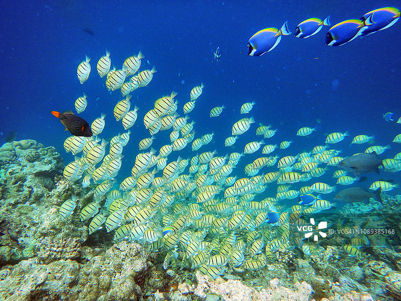 囚犯 surgeonfish (Acanthurus triostegus)鱼群图片素材